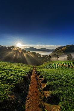 ooty